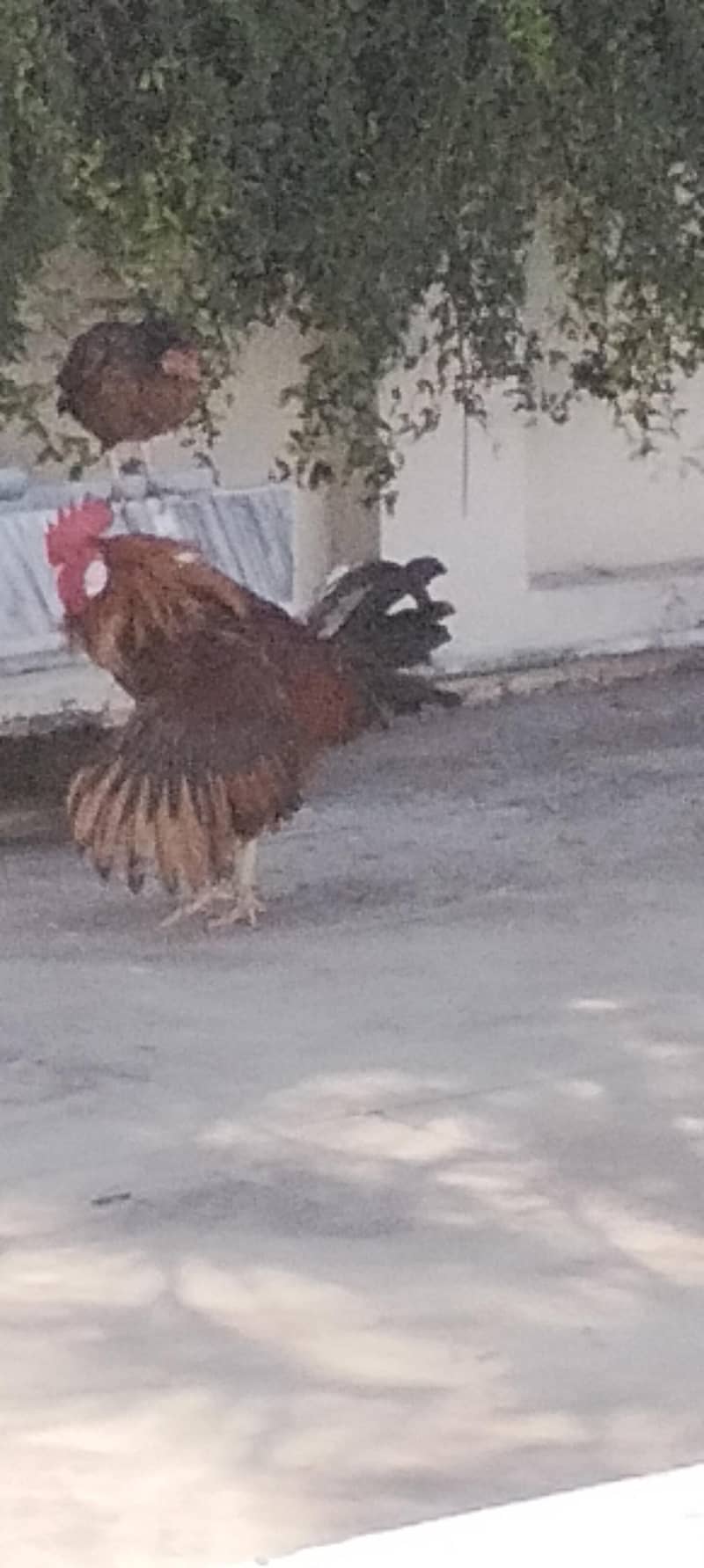 very active 1