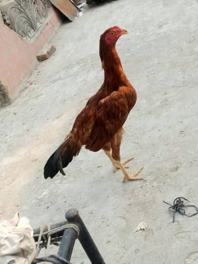aseel cross and aseel x tarla chicks home hatched