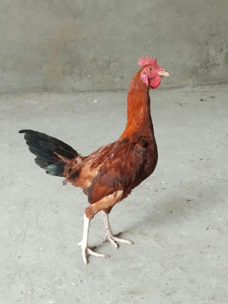aseel cross and aseel x tarla chicks home hatched — photo 2
