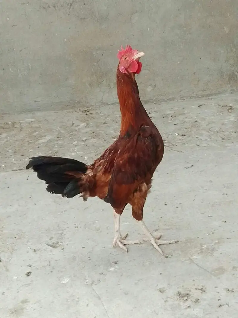 aseel cross and aseel x tarla chicks home hatched — photo 3