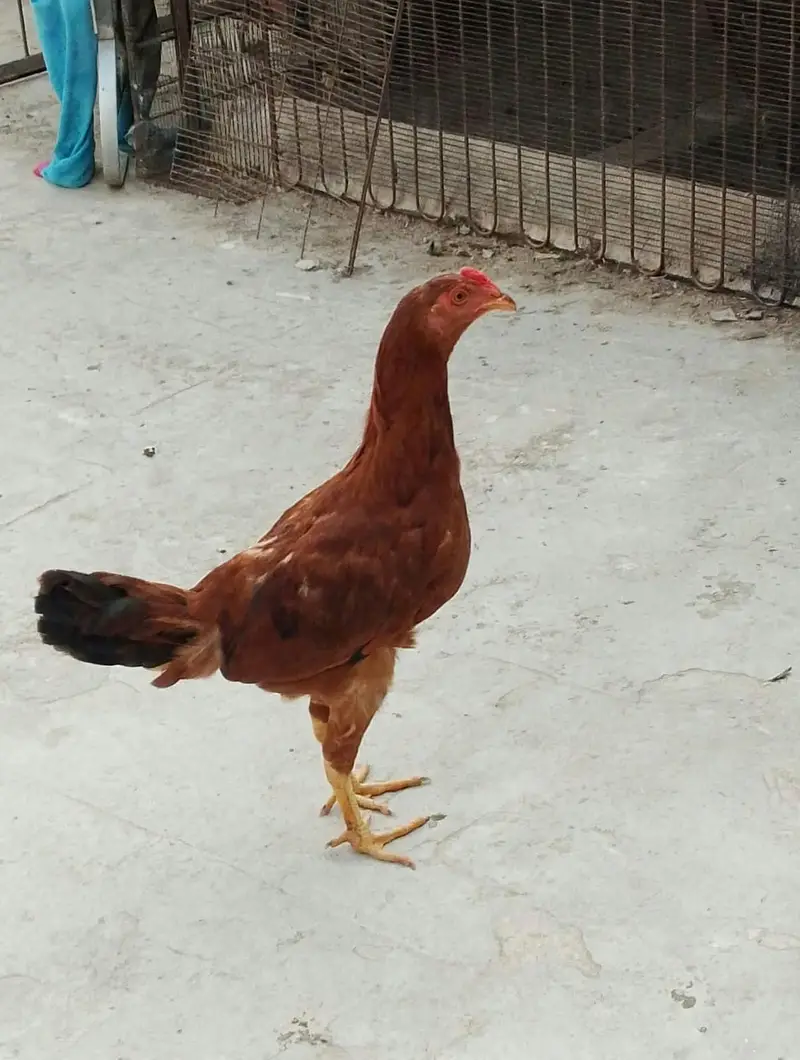 aseel cross and aseel x tarla chicks home hatched — photo 4