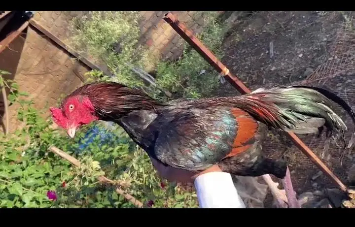Quality Aseel Bird — photo 2