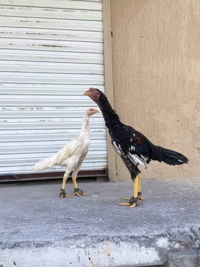 aseel home breed chicks for sale