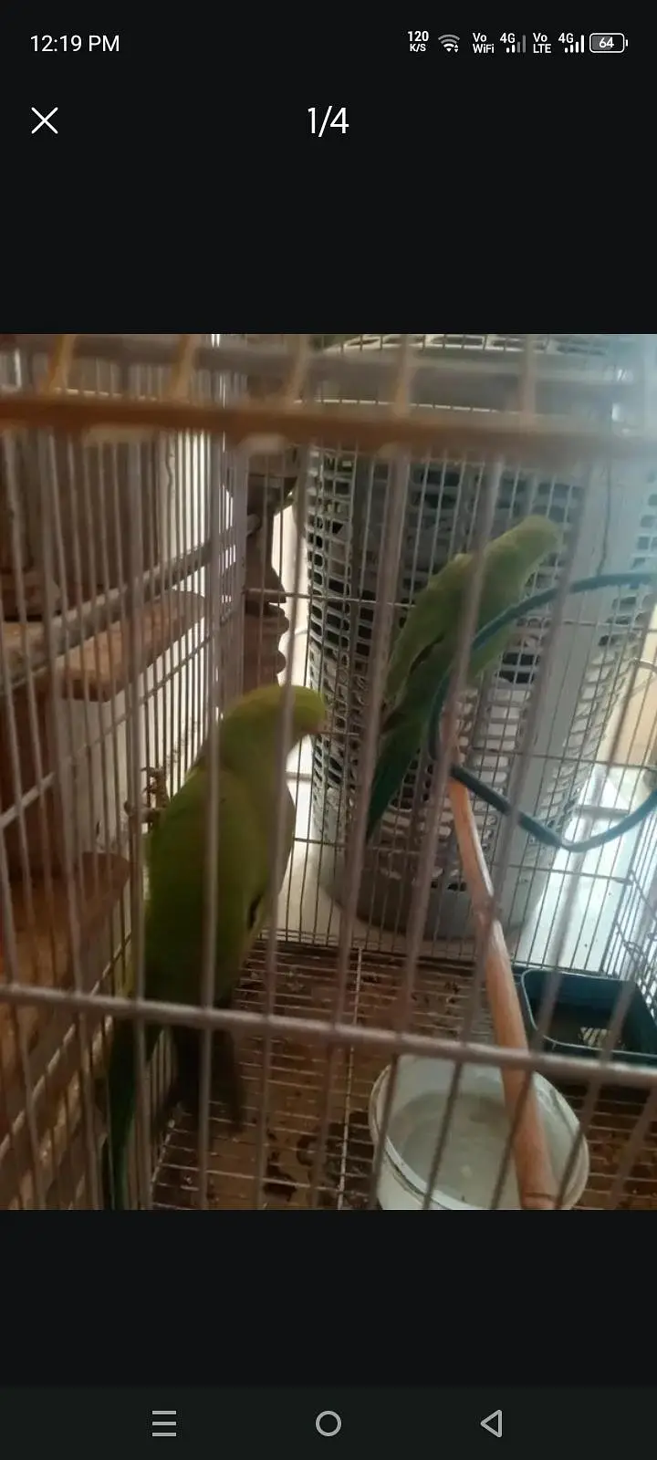 good for breeding season — photo 3