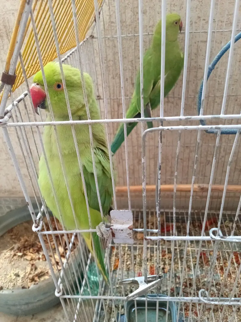 good for breeding season — photo 4