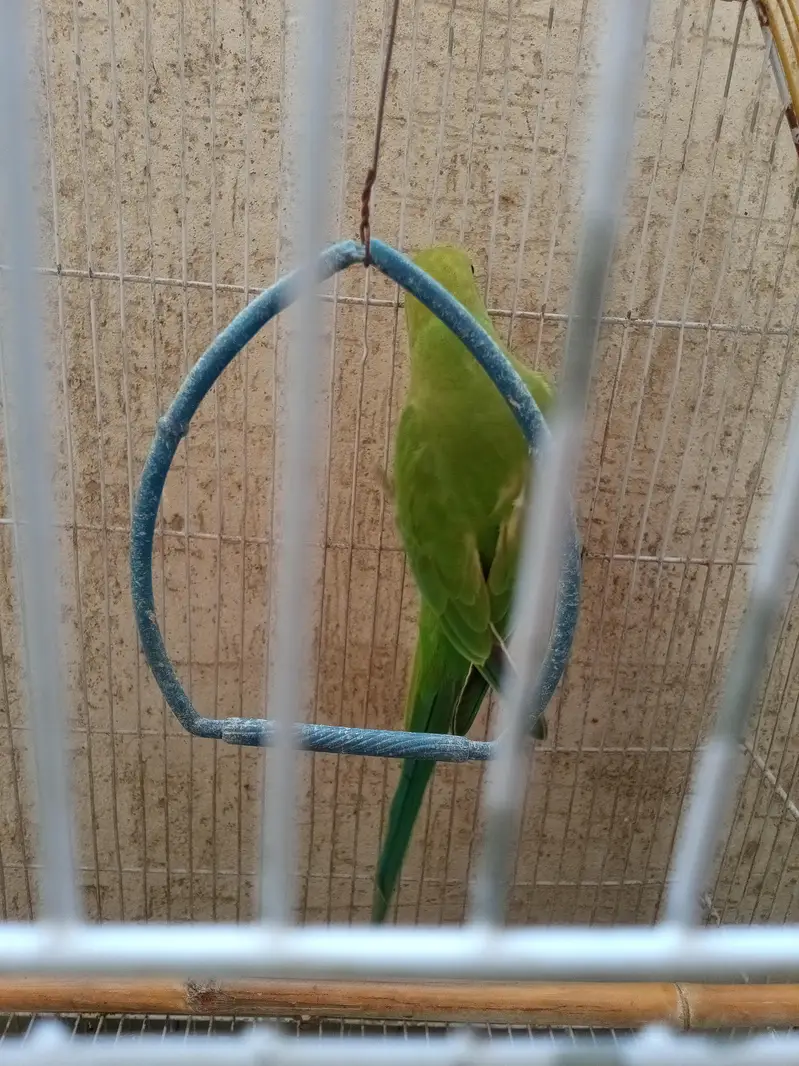 good for breeding season — photo 5