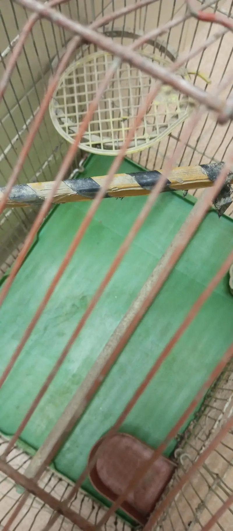 Good Condition Birds Cauge For Sale — photo 8