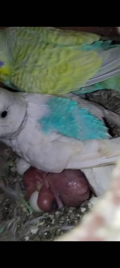 Australian breeder pair with egg and chiks
