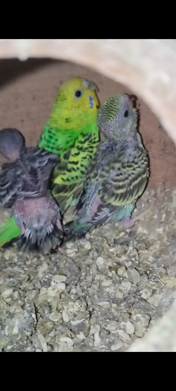 Australian breeder pair with egg and chiks — photo 2