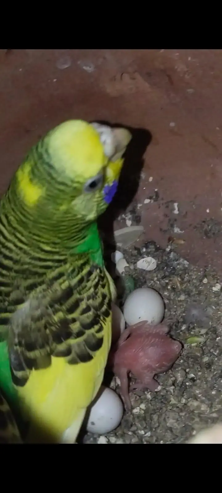 Australian breeder pair with egg and chiks — photo 3
