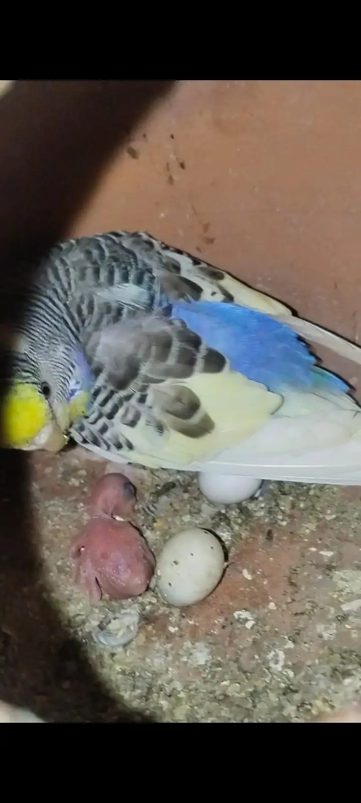 Australian breeder pair with egg and chiks — photo 4