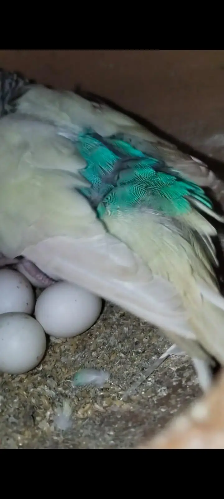 Australian breeder pair with egg and chiks — photo 5
