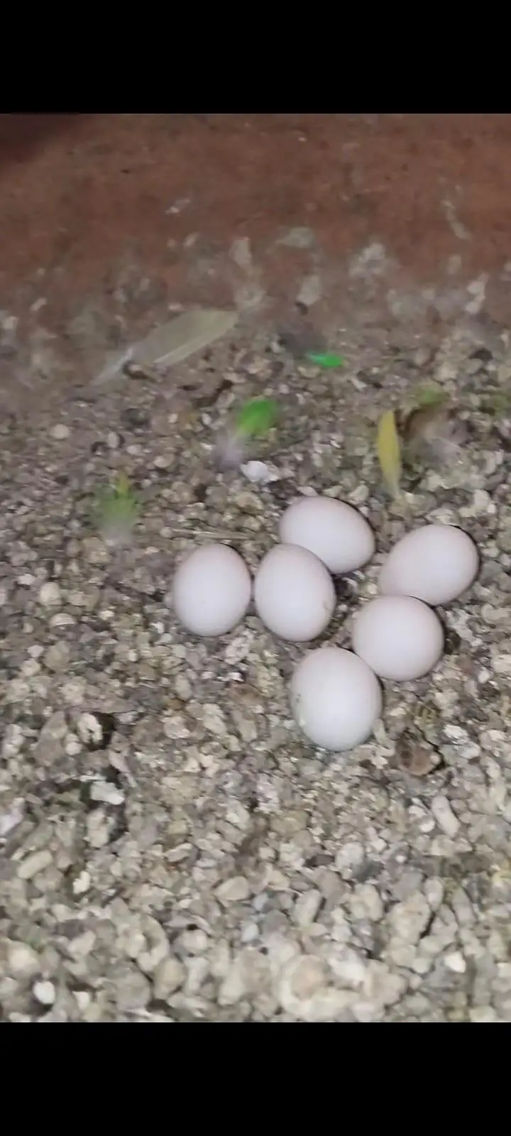 Australian breeder pair with egg and chiks — photo 7