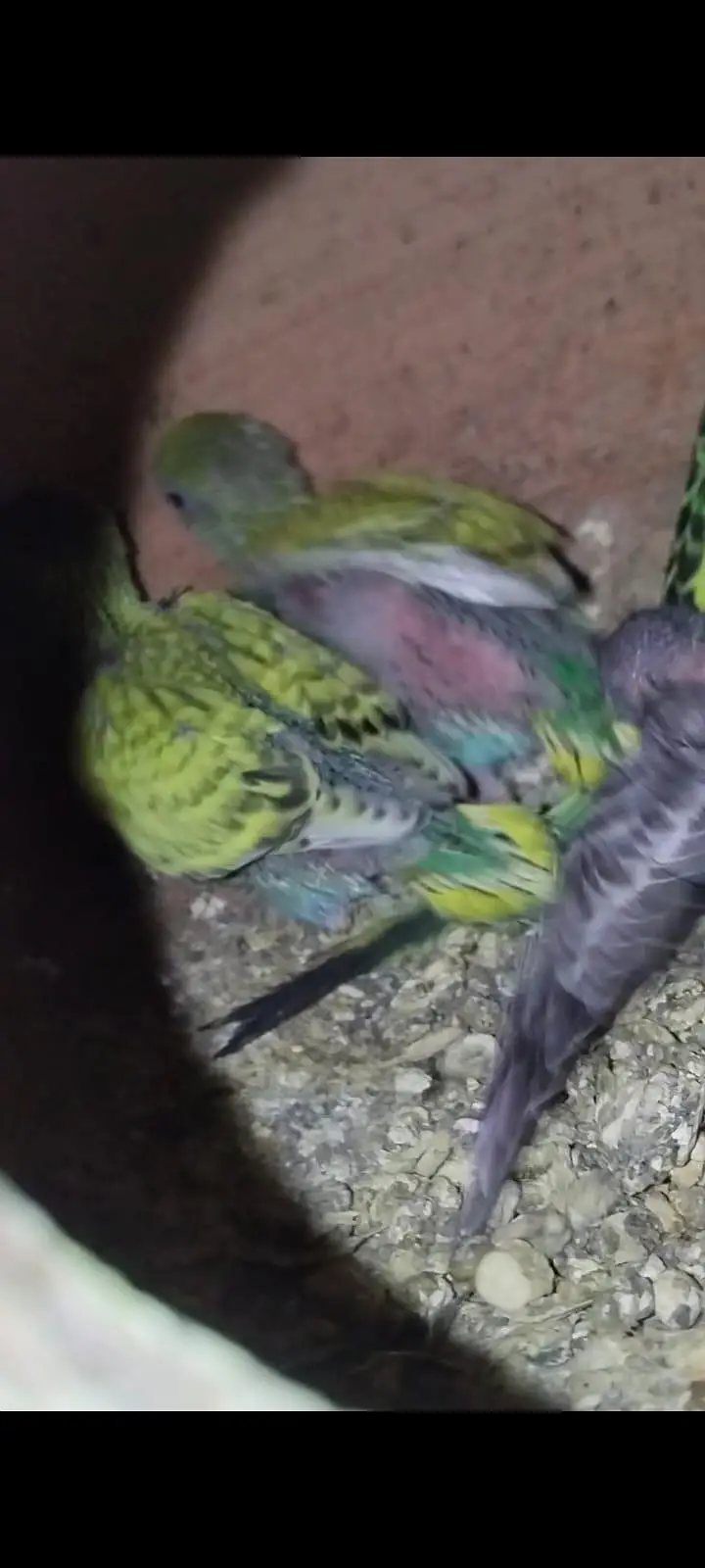 Australian breeder pair with egg and chiks — photo 8