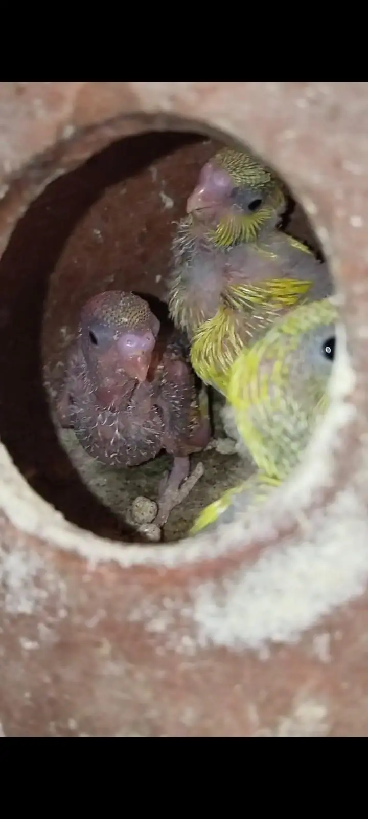 Australian breeder pair with egg and chiks — photo 9