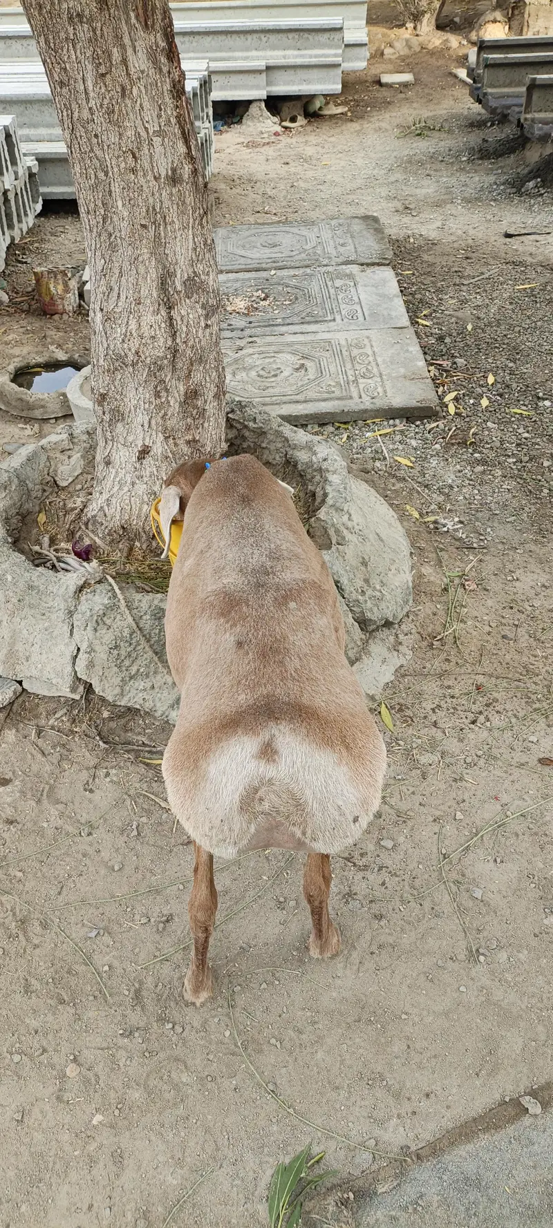 PURE BALKHI DUMBI 2 DANT — photo 3
