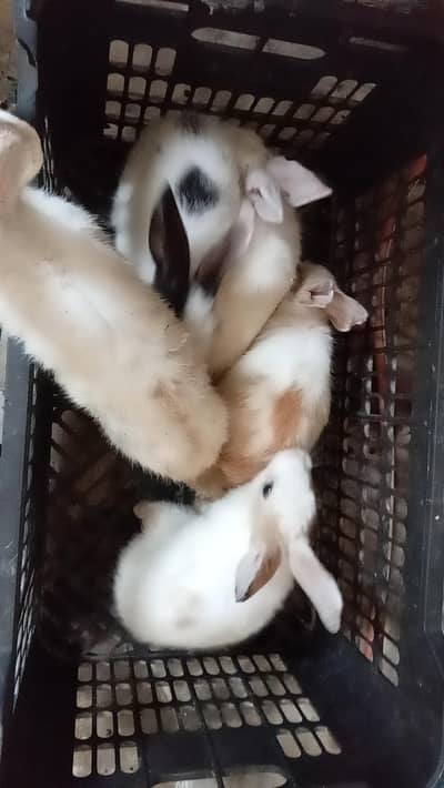 Rabbits bunny for sale