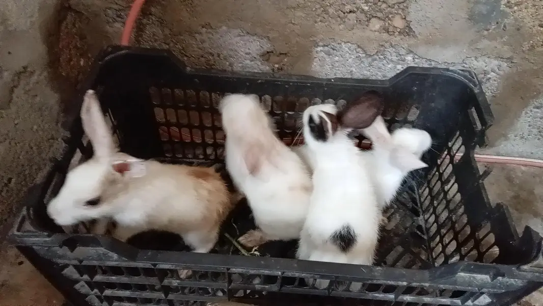 Rabbits bunny for sale — photo 2