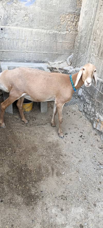 PURE BALKHI DUMBI 2 DANT