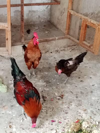 Golden misri eggs laying Paris available, healthy and active