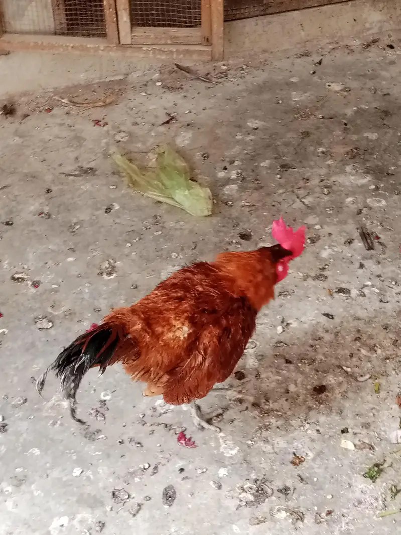 Golden misri eggs laying Paris available, healthy and active — photo 2