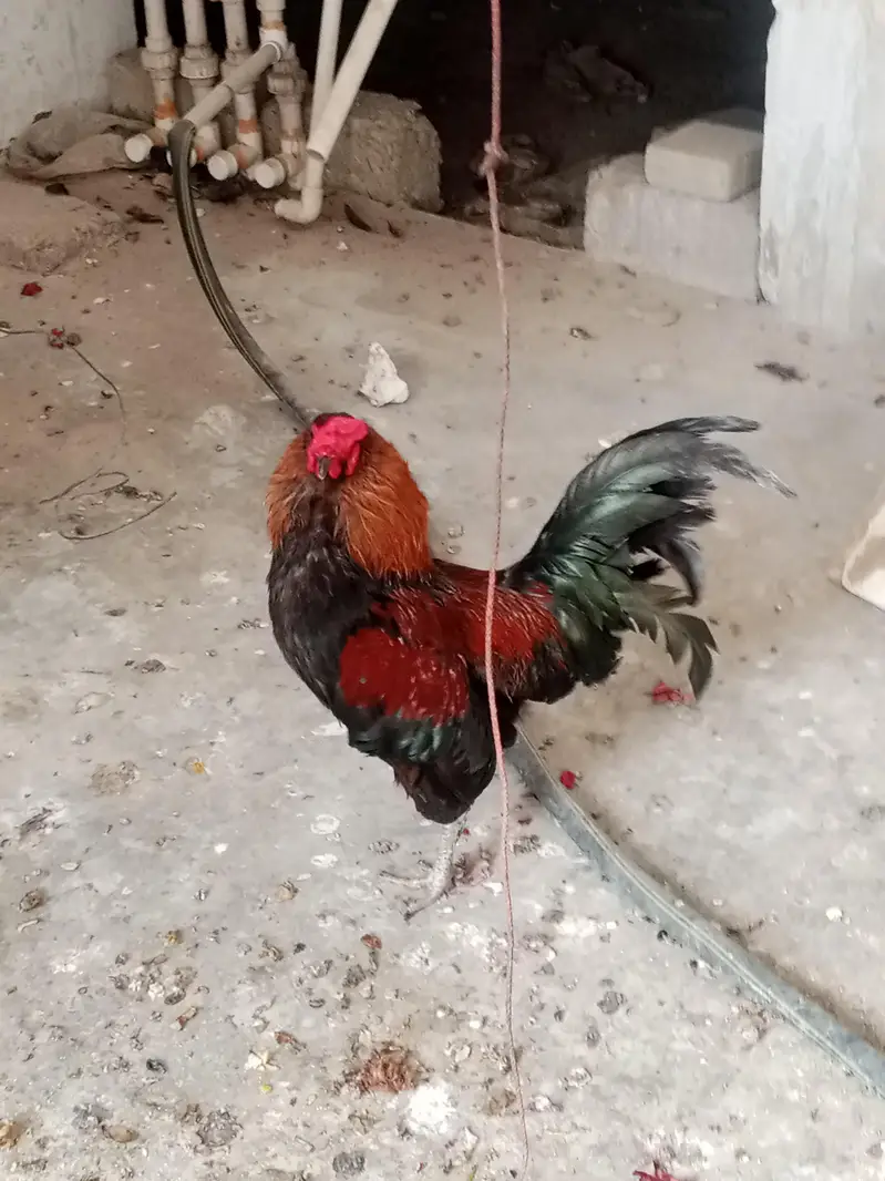 Golden misri eggs laying Paris available, healthy and active — photo 3