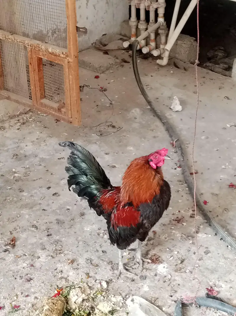 Golden misri eggs laying Paris available, healthy and active — photo 4