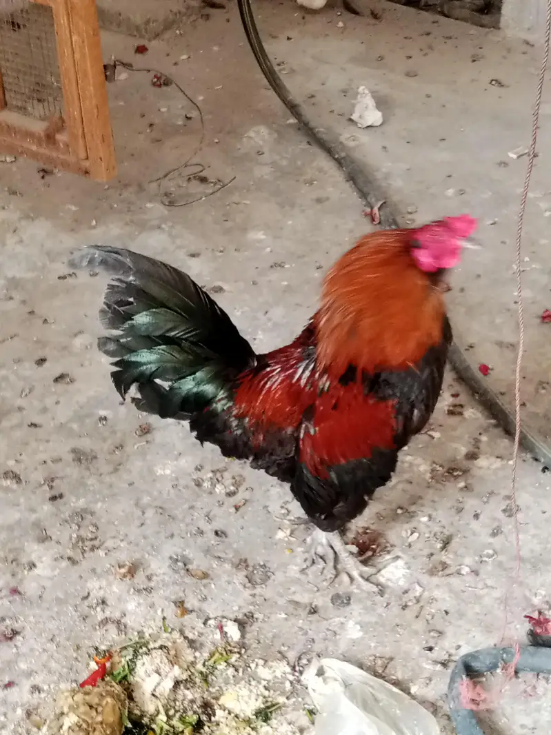 Golden misri eggs laying Paris available, healthy and active — photo 5