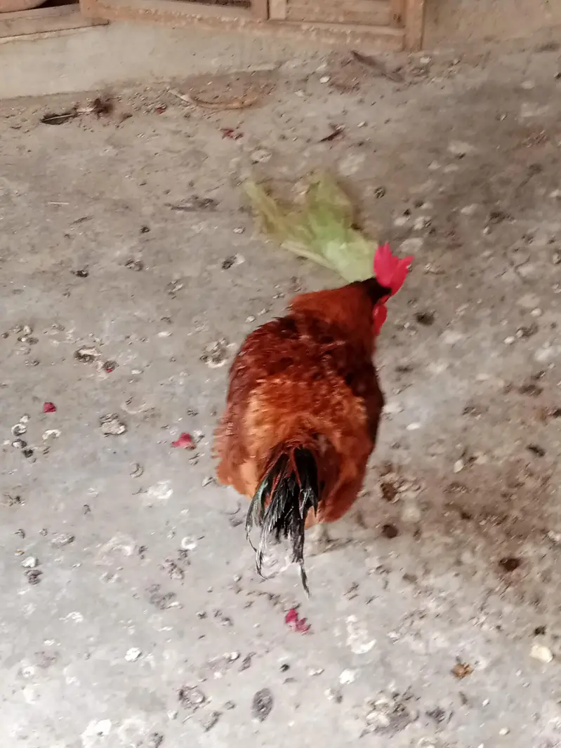 Golden misri eggs laying Paris available, healthy and active — photo 6