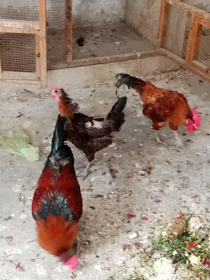 Golden misri eggs laying Paris available, healthy and active — photo 7