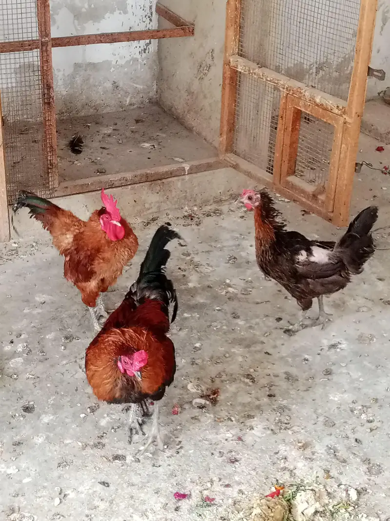 Golden misri eggs laying Paris available, healthy and active — photo 8