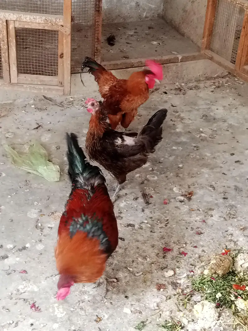 Golden misri eggs laying Paris available, healthy and active — photo 9