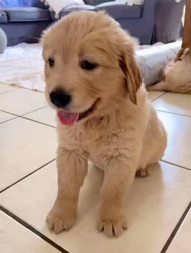 Golden retriever imported quality puppies for sale