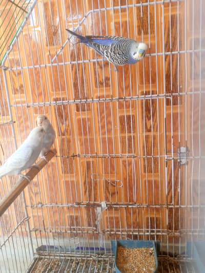 budgies 5 piece adults for sale