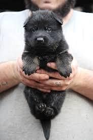 Black German shepherd puppies for sale