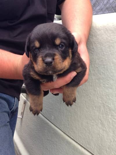 Rottweiler Female pup