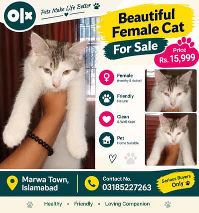 Male & Female Cats for Sale – Beautiful Black & White Cats | Islamabad