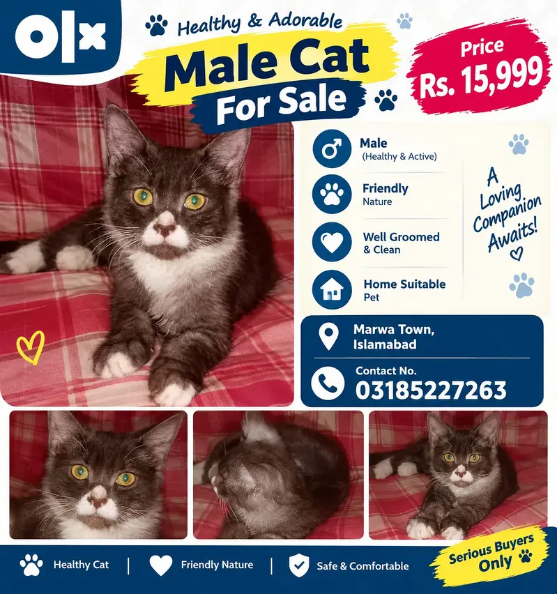 Male & Female Cats for Sale – Beautiful Black & White Cats | Islamabad — photo 2