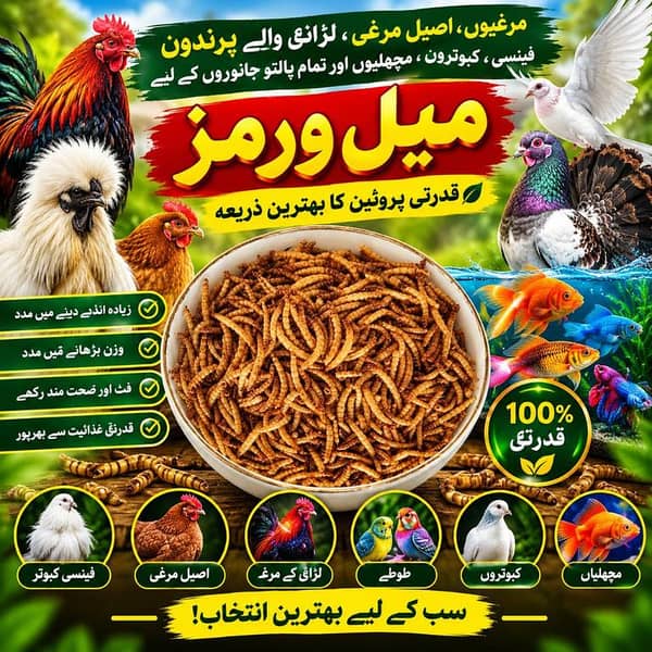 Premium Mini Dried Mealworms for Pets – High-Protein Organic Insects (100g/250g/500g/1000g) by Prime Port