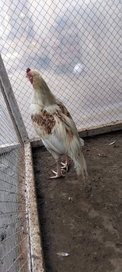 Heera phatta for sale