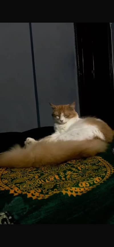White and orange fluff tail persian cat