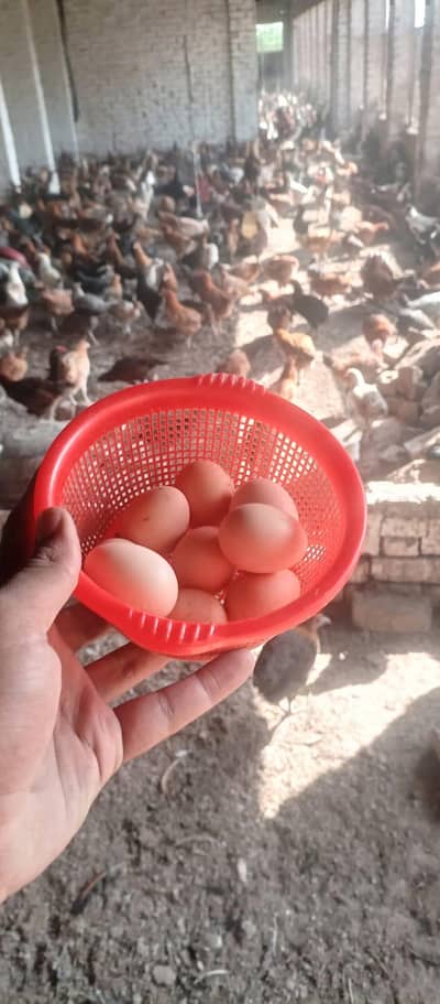 Golden mesiri Hens for sale