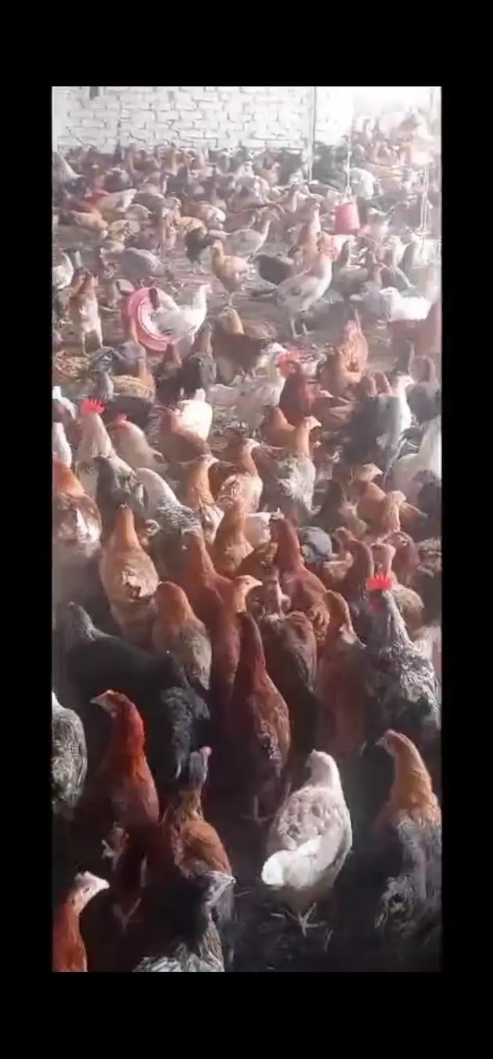 Golden mesiri Hens for sale — photo 2