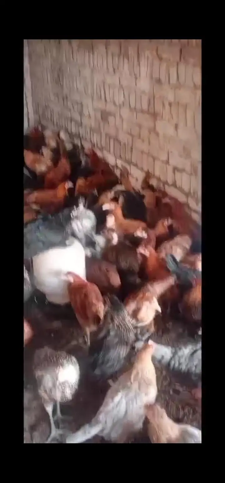 Golden mesiri Hens for sale — photo 3