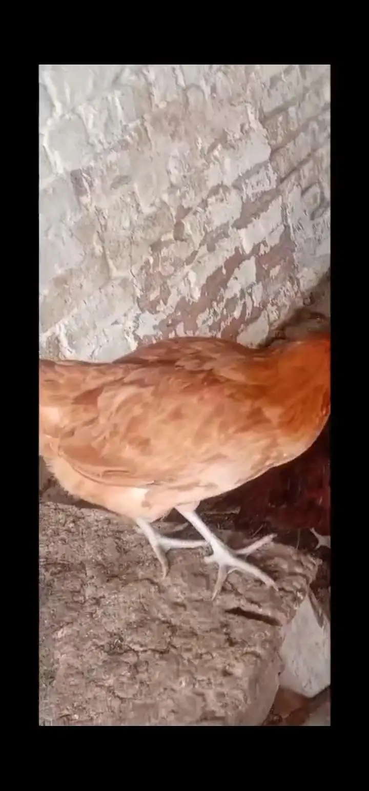 Golden mesiri Hens for sale — photo 4