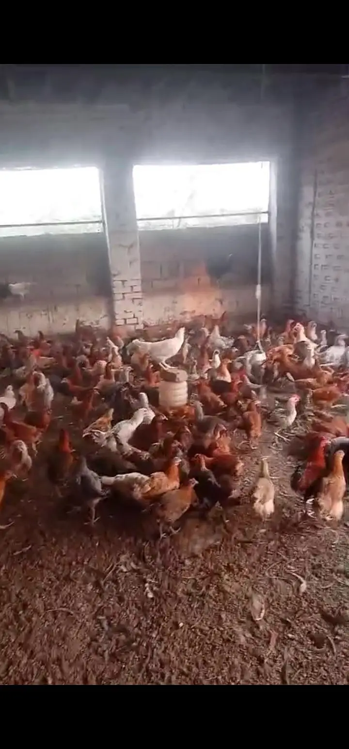 Golden mesiri Hens for sale — photo 5