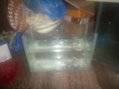Aquarium Fish Tank 12.5 length 6 width 8.5 height 03008807280