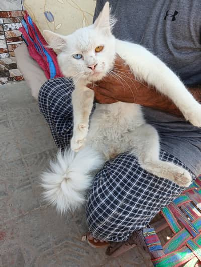 cat for sale
