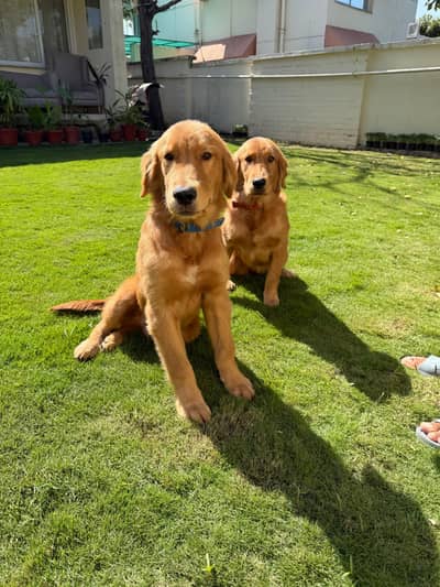 Pair of Beautiful Golden Retriever Puppies for Sale – 7 Months Old