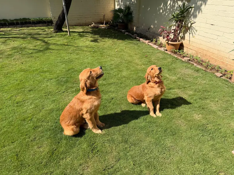 Pair of Beautiful Golden Retriever Puppies for Sale – 7 Months Old — photo 2